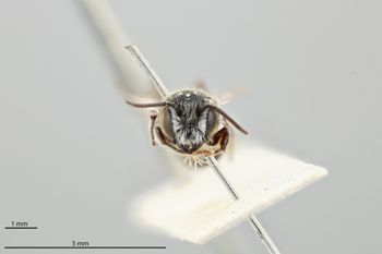 Media type: image;   Entomology 793007 Aspect: head frontal view